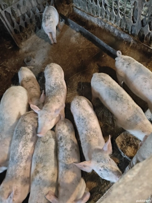 vand purcei  - imagine 5