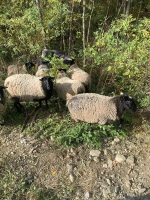 Oi si berbeci Romanov