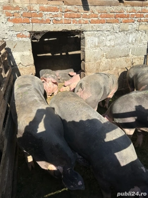 Porci de vânzare. - imagine 2