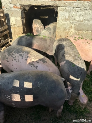 Porci de vânzare.