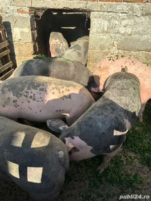 Porci de vânzare. - imagine 3