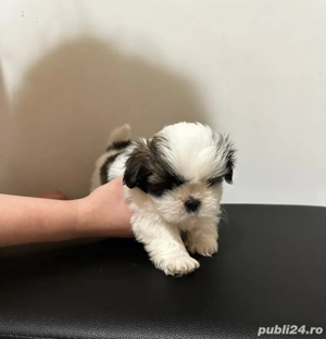 Pui Shih Tzu femele   rasă pură - imagine 3