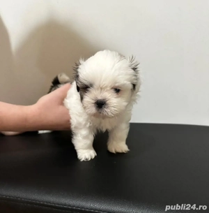 Pui Shih Tzu femele   rasă pură