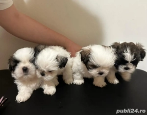 Pui Shih Tzu femele   rasă pură - imagine 5