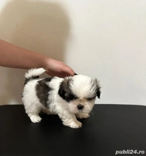 Pui Shih Tzu femele   rasă pură - imagine 2