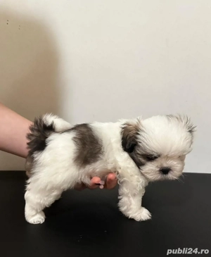 Pui Shih Tzu femele   rasă pură - imagine 4