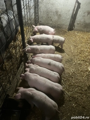 vind purcei intarcati 