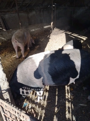 Vând porci crescuți în gospodărie 