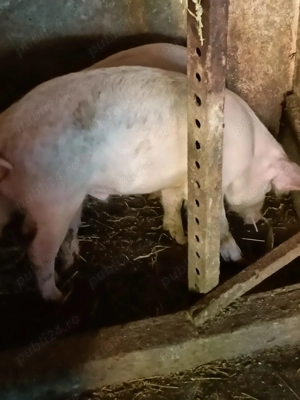 Vând porci  și grasuni - imagine 5