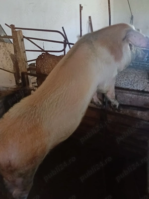 Vând porci  și grasuni - imagine 3