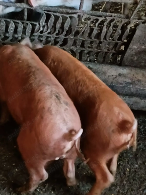 Vând porci  și grasuni - imagine 2