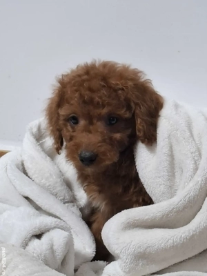 PUDEL POODLE TOY  transport gratuit aproape in toata România  - imagine 2