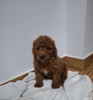 PUDEL POODLE TOY  transport gratuit aproape in toata România  - imagine 3