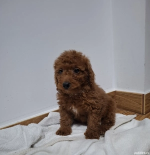 PUDEL POODLE TOY  transport gratuit aproape in toata România  - imagine 4