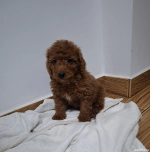 PUDEL POODLE TOY  transport gratuit aproape in toata România  - imagine 5