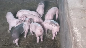 Porc și purcei tel o724156846