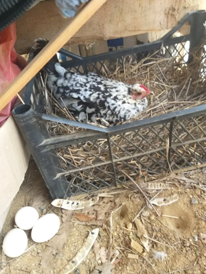 Vând găini pitică la prețul de 50lei pe pereche 