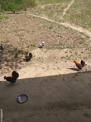 Vând găini pitică la prețul de 50lei pe pereche  - imagine 2