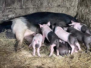 Porc și purcei tel o724156846 - imagine 2