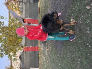 Cazare , pensiune pentru Animale (pets Hotel) - imagine 4