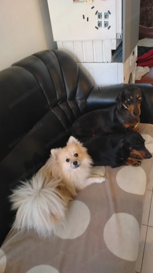 Cazare , pensiune pentru Animale (pets Hotel) - imagine 2