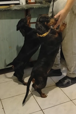 Cazare , pensiune pentru Animale (pets Hotel) - imagine 3