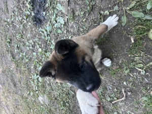 Akita american cu pedigril 