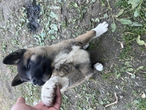 Akita american cu pedigril  - imagine 3