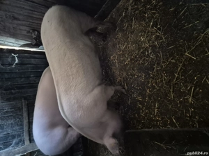 porci mari  - imagine 2