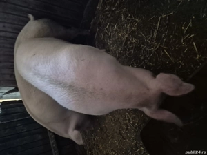 porci mari  - imagine 3