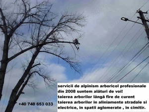 Tai copaci periculosi Tulcea Dobrogea