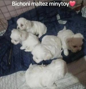 Bichonei maltez toy fetite si baietei