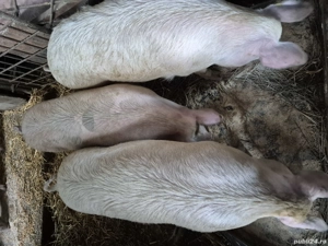 Vand purcele  - imagine 2