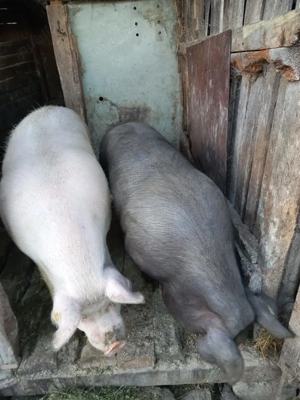 Vind porci de sarbatori 