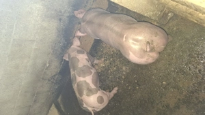 Scrofiță Petrain Belgian "Chelios" de ținut (de reproducere) - imagine 2