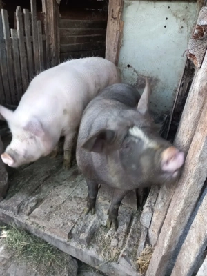 Vind porci de sarbatori  - imagine 4