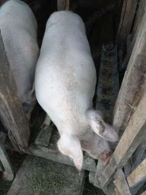 Vind porci de sarbatori  - imagine 2