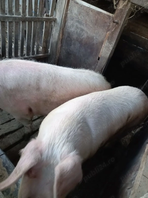 Vind porci de sarbatori  - imagine 3