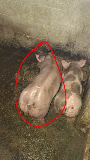 Scrofiță Petrain Belgian "Chelios" de ținut (de reproducere)