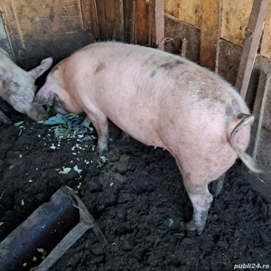 Vând Purcea rasă marele alb