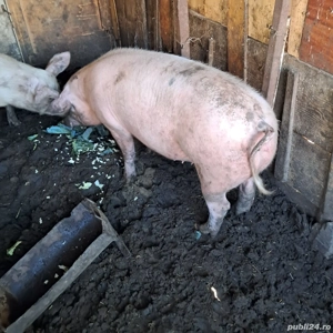 Vând Purcea rasă marele alb - imagine 2