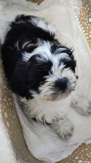 Mascul Shih Tzu 2 luni