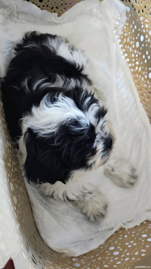Mascul Shih Tzu 2 luni - imagine 2