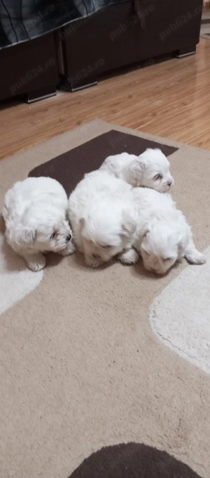 Bichon maltez mini