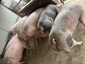 Porci de vânzare  - imagine 3
