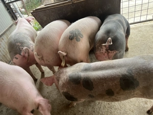 Porci de vânzare  - imagine 2