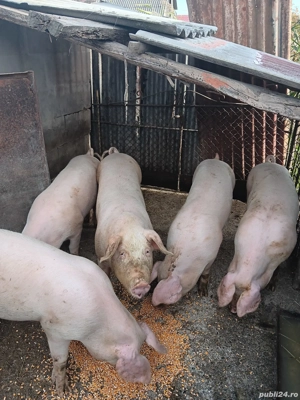 soldani frumosi - imagine 2