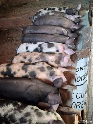 Porci de vanzare 