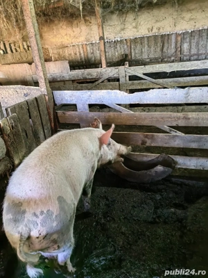 Vand porci de carne pana in 100 kg sau mai mari  - imagine 2