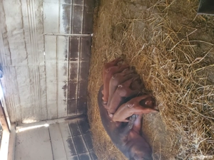 vând porci și purcei 